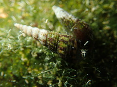 Melanoides tuberculata