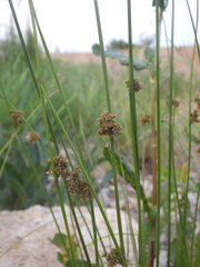 Juncus setchuensis