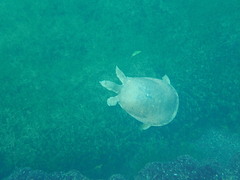 Apalone spinifera emoryi