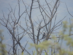 Saltator aurantiirostris