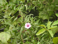 Ipomoea heptaphylla