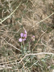 Brassiceae