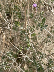 Brassiceae