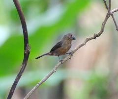 Sporophila angolensis