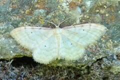 Idaea humiliata