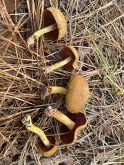 Cortinarius tinctorum