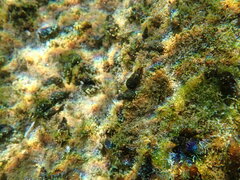 Melanoides tuberculata