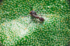 Camponotus nicobarensis