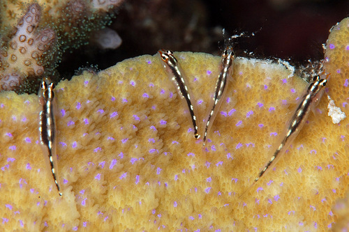 Redstripe dwarfgoby (Eviota sebreei) — Gobiidae — 2