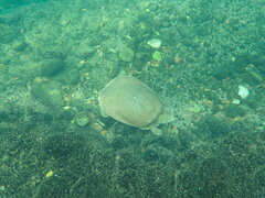 Apalone spinifera emoryi