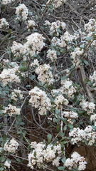 Ceanothus crassifolius