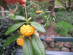 Edgeworthia gardneri