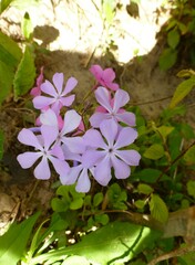 Phlox divaricata