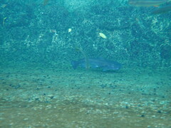 Ictalurus lupus