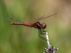 Sympetrum fonscolombii