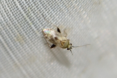Europiella