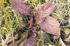 Ajuga