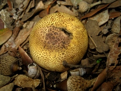 Scleroderma verrucosum