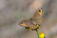 Lasiommata petropolitana