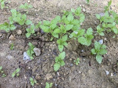 Hesperocnide tenella