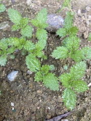 Hesperocnide tenella