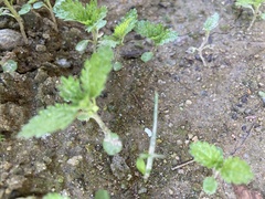 Hesperocnide tenella