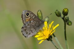 Lasiommata petropolitana