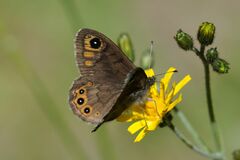 Lasiommata petropolitana