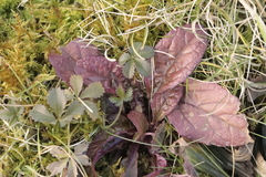 Ajuga