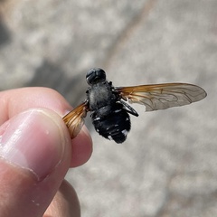 Satyramoeba hetrusca