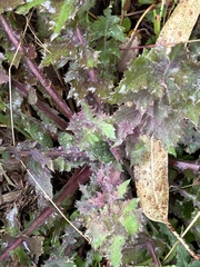 Sonchus asper