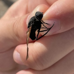 Satyramoeba hetrusca