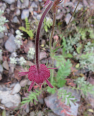 Geum triflorum
