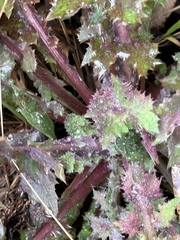 Sonchus asper