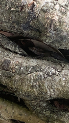 Anolis cristatellus