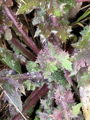 Sonchus asper