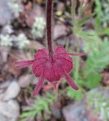 Geum triflorum