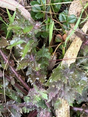 Sonchus asper