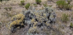 Tetradymia canescens