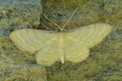 Idaea dilutaria