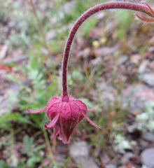 Geum triflorum