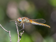 Sympetrum fonscolombii