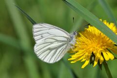 Pieris bryoniae