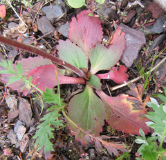 Geum triflorum