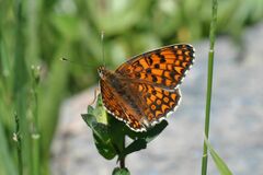 Melitaea phoebe