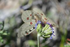 Parnassius phoebus