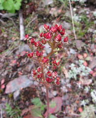 Micranthes occidentalis