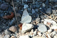 Pontia occidentalis