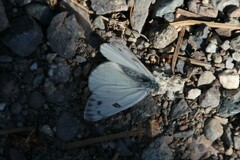 Pontia occidentalis