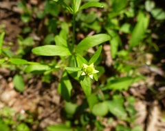 Ranunculus abortivus